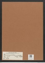 Dimerogramma minor (Greg.) Ralfs. (de-Toni-Nr.: Genus 80, Species 2876) Zeichnungen Sammlung Grunow Mappe 03041 (Herbarium_W_Grunow_drawings_Folder_03041)